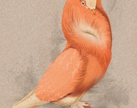 Cloistered Dove 120x280